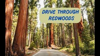 A Long Drive Through The Redwoods - Humboldt Redwoods state Park in California