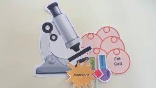 Simple explanation: understanding GLUT4 dispersal at the plasma membrane | Research | Diabetes UK