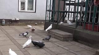 ГОЛУБИ в москве (pigeons in Russia)