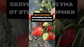 Как с картинки.Клубника без ума от этой подкормки#дача#сад