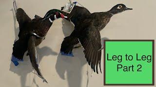 Leg to Leg Incision - Taxidermy