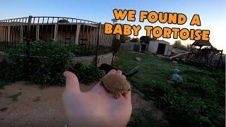 We Found a Baby Tortoise! - Morning Routine