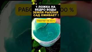 1 ложка этого средства земля и сад оживает !!! #огород #садоводничество #дача #огороднаподоконнике