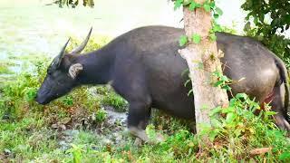 evening times family buffalo are coming and eating in the water