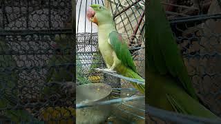 tota parrot ki awaz parrot sound mithu #tota #parrot #mithu #alexander #viral #shorts