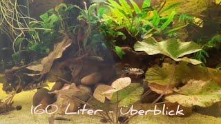 160 Liter Aquarium - Überblick