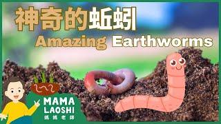 All about Earthworms in Chinese 神奇的蚯蚓 【动物】| Animal Science for Kids in Chinese 動物科普短片