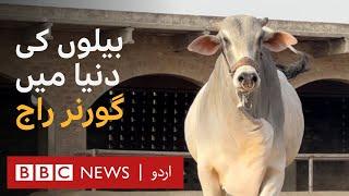 Pakistan's rare bull 'Governor' - BBC URDU