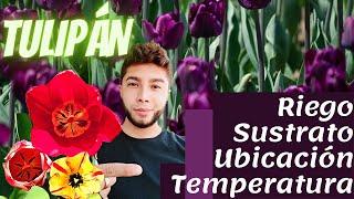 Tulipán ¿Cómo debo cuidarlo? / Sustrato | Riego | Ubicación | Temperatura / Acalli Ruiz #tulipan