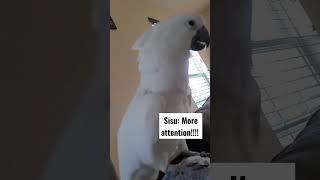 baby umbrella cockatoo sisu #sisu #funny #fyp #parrot #طيور #birds #funnyvideo #ببغاء #shorts #usa