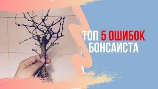 ТОП 5 ошибок начинающего бонсаиста. Новичок в бонсай.