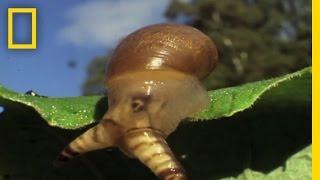 Snail Zombies | National Geographic