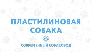 Пластилиновая собака С чего начать воспитание собаки? ВАЖНОЕ ПРАВИЛО дрессировки️
