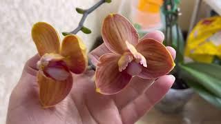 Orchid Reproduction  Where to expect a baby? Unusual options 