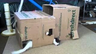 Cute Kittens with Cerebellar Hypoplasia (CH) Play in DIY Kitten Playhouse