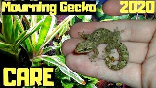 Mourning Gecko Care And Setup 2020