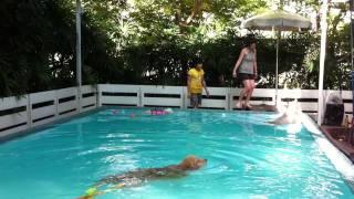 KiKi in the pool