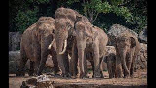 VLOG: The secret life of an elephant zookeeper at Chester Zoo 