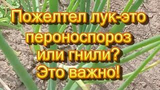 Пожелтело перо лука , лечить сможем только зная заболевание