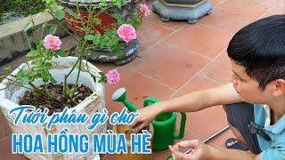 Tưới phân gì cho Hoa Hồng vào mùa hè nắng nóng?