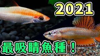 想添購新魚嗎！？五種水族最搶眼的魚！