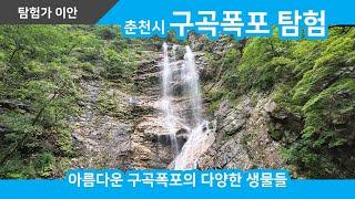 춘천의 아름다운 구곡폭포와 주변의 다양한 생물들 #탐험가이안 #구곡폭포 #구곡폭포탐험 #다양한동물들