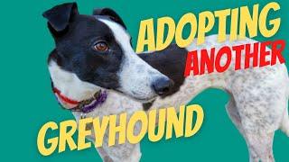 Adopting A Second Greyhound