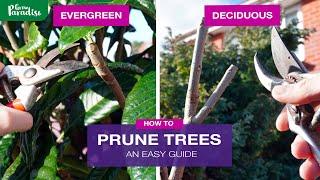 How to prune trees | These tips make pruning trees easy.