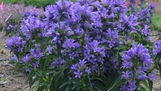 17 Beautiful Blue Perennials Flower variety