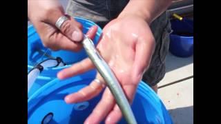 How To Rig Sandeels And Launce For Bass - Video