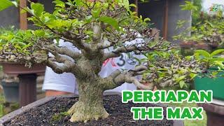 YANG CARI AMUNISI, CEK KOLEKSI BONSAI PAK MANG...!!!