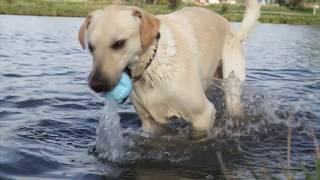 Jive ball The absolute toughest toy for chewers