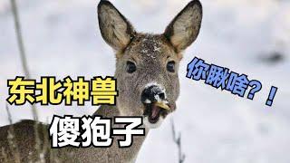 陸地上最傻的動物，東北第一神獸傻狍子實至名歸！