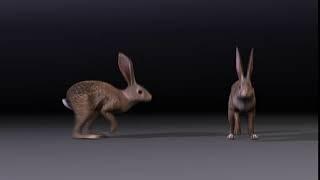 Rabbit - Forward hop cycle - By: Jeremy Dilks