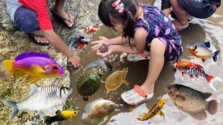 Menangkap Ikan & Lobster depan Rumah Yang Banjir, Ikan Gurame, Nila, Lobster, kura-kura, Lele, Oscar