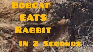 Bobcat VS Rabbit on golf course | Zach VS Golf