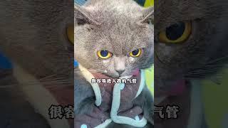 猫咪：妈妈！求求了 带我绝育 我最想你知道的5件事