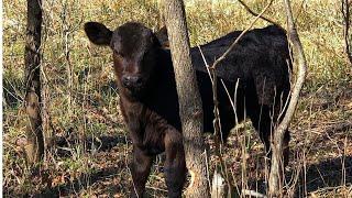 How To Retrieve A Lost Cow | In The Brush, On The Neighbor