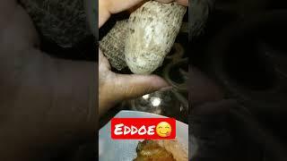 Edible ️ #shorts #tropical #taro #root #plants #vegetables #garden #dinner #fyp #asmr #good