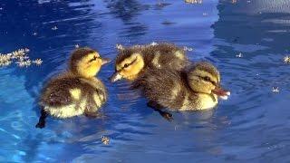 Baby ducks in my pool !!!  First day of life.  An amazing story.