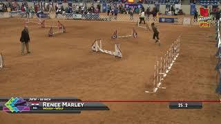 Woody-Wolf 2019 National Agility Championship