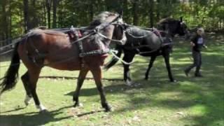 Training horses for the tandem driving hitch