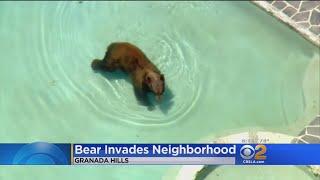 Granada Hills Residents On Edge While Bear Goes Pool-Hopping.