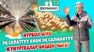 Фермико!  ЖУМУРТКАЛАРЫ эң САПАТТУУ анан ИШЕНИЧТҮҮ ~ Тооктор сапаттуу ЖЕМ жейт, АДАЛ ~ Нурбол агро