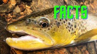 Brown Trout - FISH FACTS