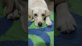 tu choudhary hai #lucknow #doglover #viralvideo #dog #cutedog #RJvlog