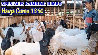 Ready Indukan Jumbo Harga Merakyat Siap Kirim Sampai Tempat