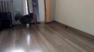 Cat vs mirror