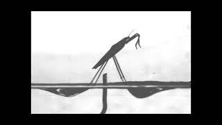 Near-vertical jumps of water strider (A.paludum) slow motion