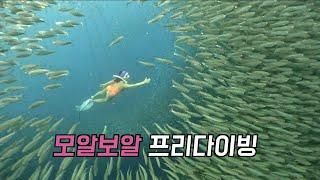 모알보알 정어리만나는 프리다이빙 스노쿨링 고래상어랑 거북이도 함께해요~ Moalboal Freediving Sardine Run